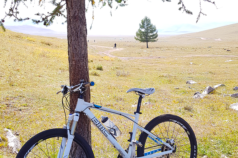 Eastern Mognolia cycling